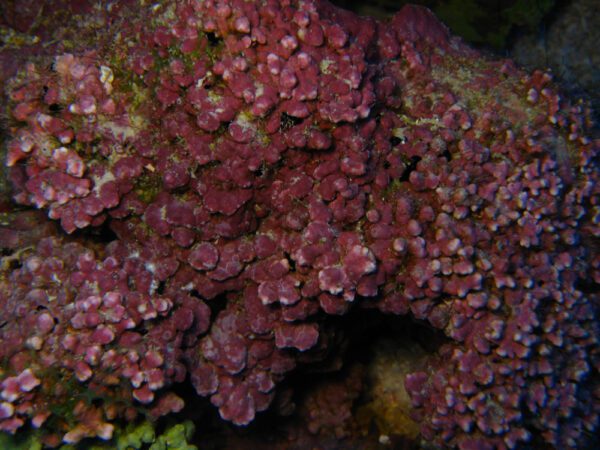 Красные водоросли lithothamnion